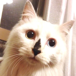 ピーノくん(仮)です。