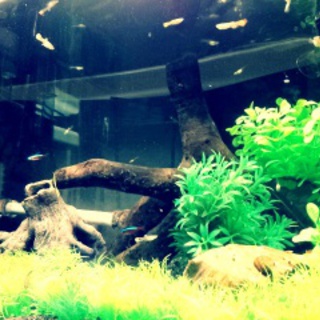 譲渡終了しました。ありがとうございました。