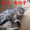 生後5ヶ月　子猫2匹 サムネイル2