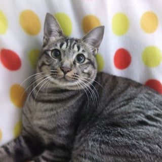 ♪♪真ん丸キジトラちゃんです♪♪