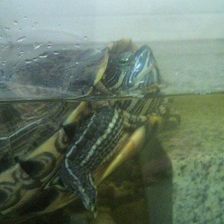 ミドリガメの里親募集