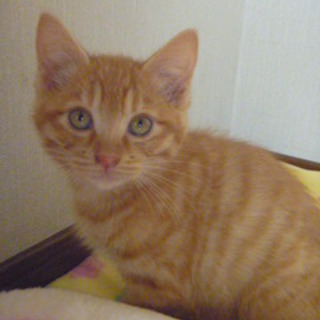 （里親様決定）茶トラの可愛い男の子3か月