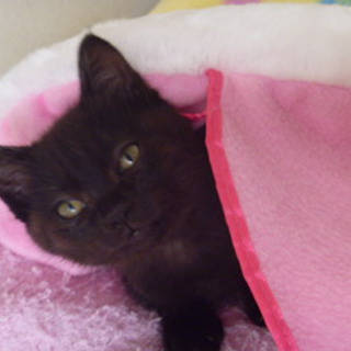 （里親様決定）クロ・トラ混じりの可愛い女の子3か月