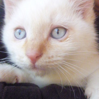 （里親様決定）白に目がブルーの可愛い男の子3か月