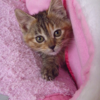 （里親様決定）綺麗な焦げ茶トラの女の子3か月