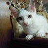 目が大きな美猫ちゃん6か月 サムネイル7
