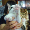 目が大きな美猫ちゃん6か月 サムネイル5