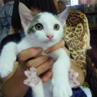目が大きな美猫ちゃん6か月