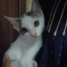 目が大きな美猫ちゃん6か月 サムネイル4
