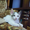 目が大きな美猫ちゃん6か月 サムネイル3