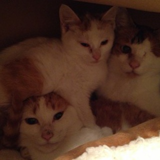 猫家族３匹を保護しています