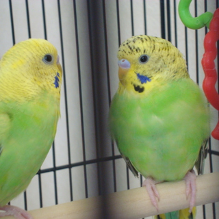 里親になっていただける方が決まりました