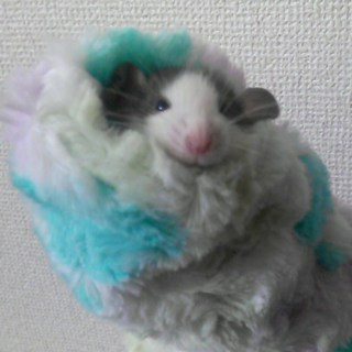 12/22生まれ☆９匹の可愛いファンシーラット♪