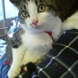 抱っこ大好きにゃんこ