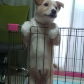 募集終了＊里親さんみつかりました！