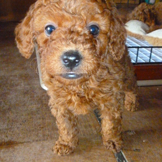 ご応募ありがとうございました。