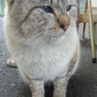 猫の里親を募集しています。