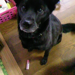 黒柴ＭＩＸの美人です