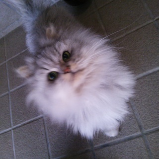 急募･チンチラ成猫♂