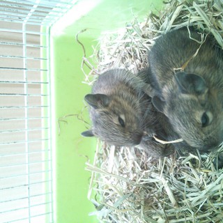 デグー里親募集