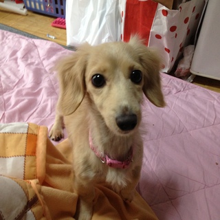 カニンヘンダックス♀里親募集