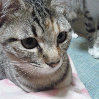 里親様を探しています