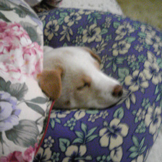 優しい仔犬ユーミンちゃん素敵な里親様に巡り会えました