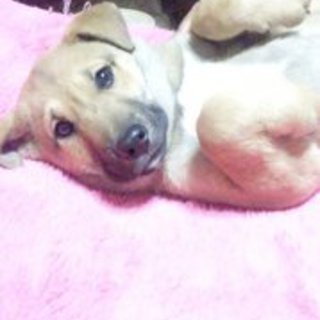 はにかみ屋のボスくん