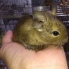 デグー里親募集5匹 サムネイル2