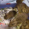 デグー里親募集5匹 サムネイル3