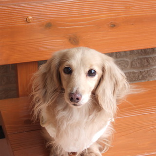 お利口さんです 