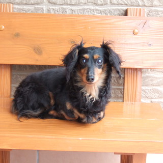 尻尾大振りです！本当に有難う御座いました。