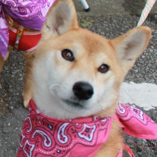 かわいい柴犬ちゃん里親様決定！