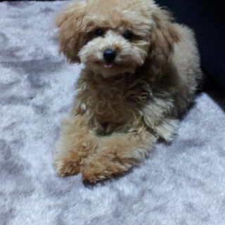 可愛がって下さい