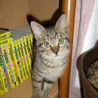 2か月　♂キジ虎　尾長　美男子　甘えん坊★