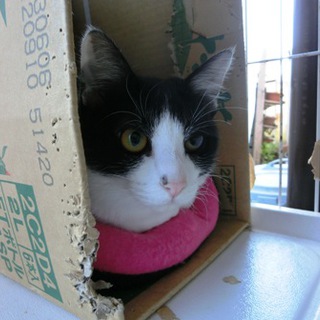 【みく君（仮名）】オス