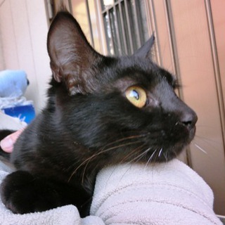 【黒ちゃん（仮名）】メス