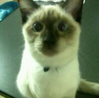 この子たちを育てて頂ける心の暖かい方を募集しています。