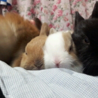 ＊ネザーランドドワーフの赤ちゃん＊