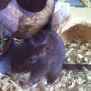 仔ジャービル(砂ネズミ)全匹里親さん決まりました！