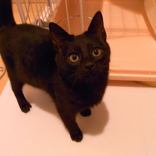 里親さま決定しました。ありがとうございました。