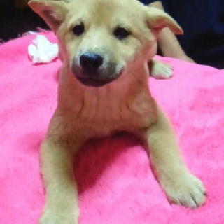 素敵な里親様に巡り会えましたクリームちゃん