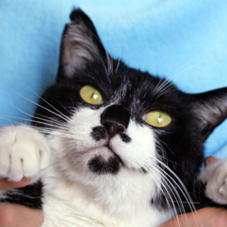 ストーリーのある猫★ビビ★5才