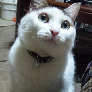 この子を育てて頂ける心の暖かい方を募集中です。