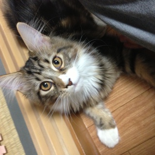 メインクーン 親はチャンピョン