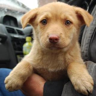 ラブｍｉｘのアビー　兵庫中心関西と東海地域で募集