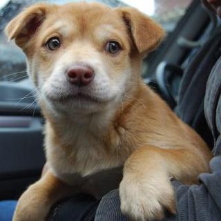 ラブｍｉｘのマーシャ　兵庫中心関西と東海地域で募集