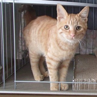 甘えん坊の茶トラ、里親探しています