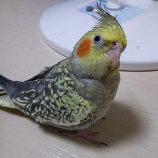 手乗りオカメインコ/里親さんが決まりました