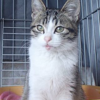 膝大好き、甘えた仔猫の里親さん探しています。